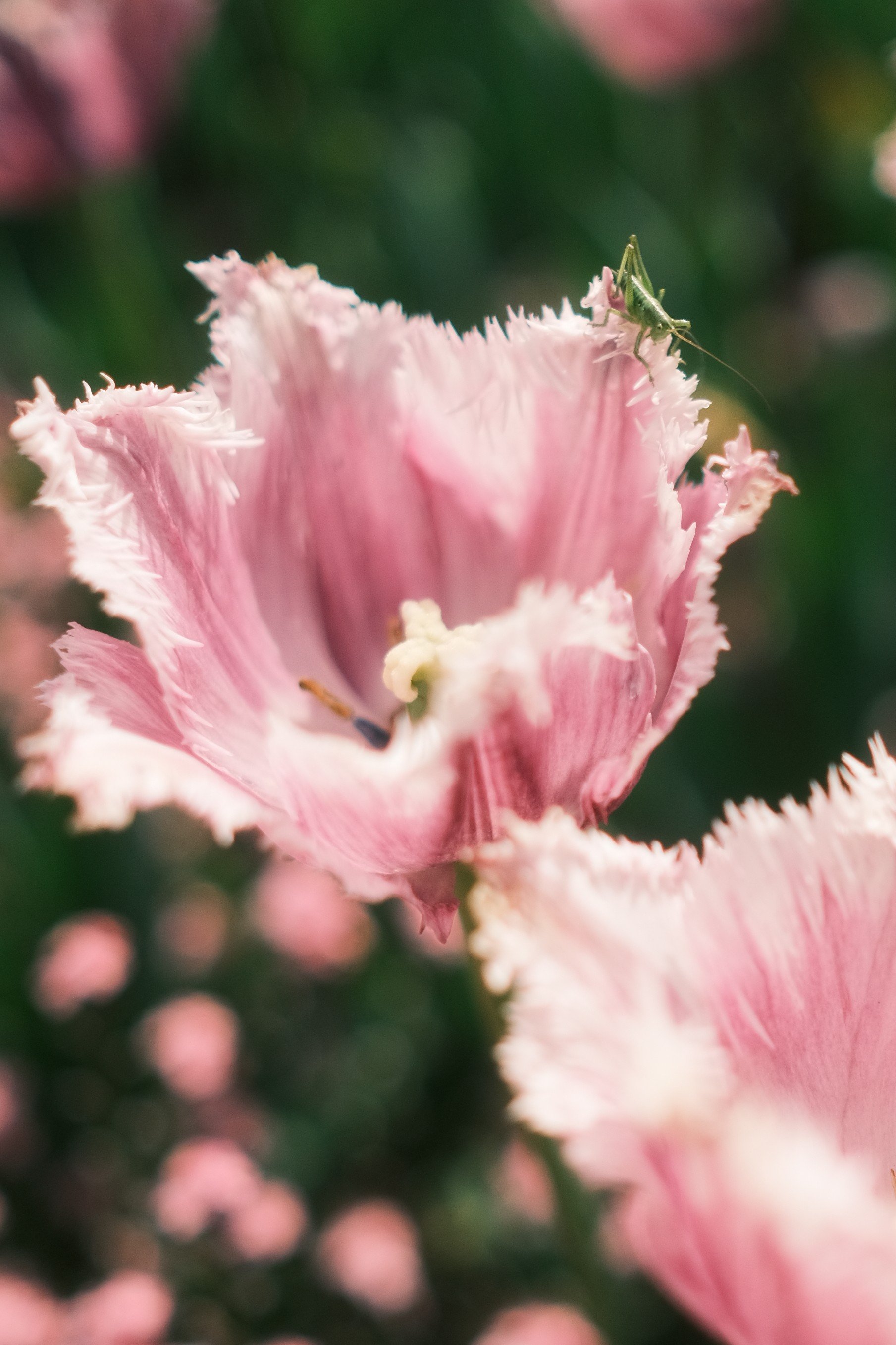 Muttertag im Botanischen Garten München
